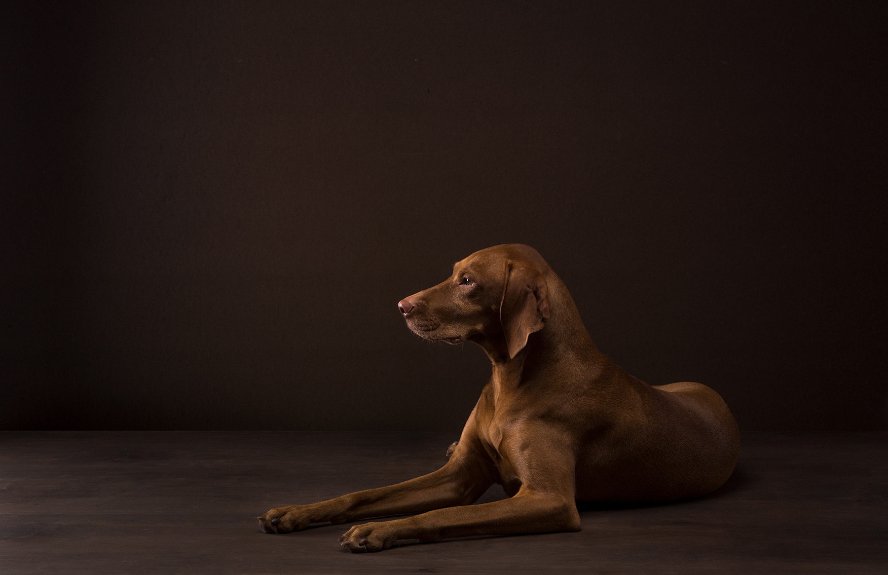 A-studio-portrait-of-a-Vizsla-dog-against-a-black-background