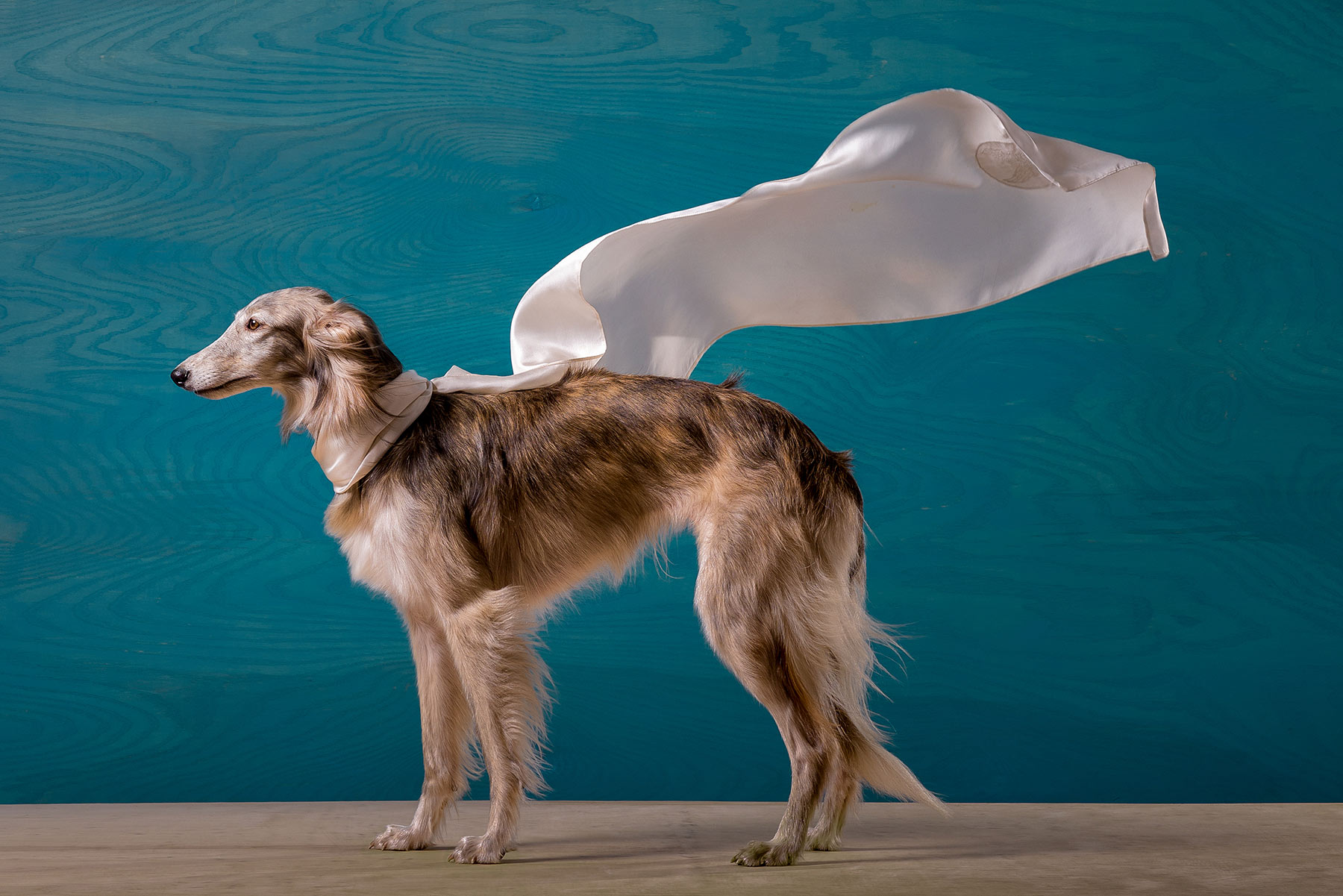 A-studio-portrait-of-a-hound-dog-wearing-a-white-cape-against-a-blue-background