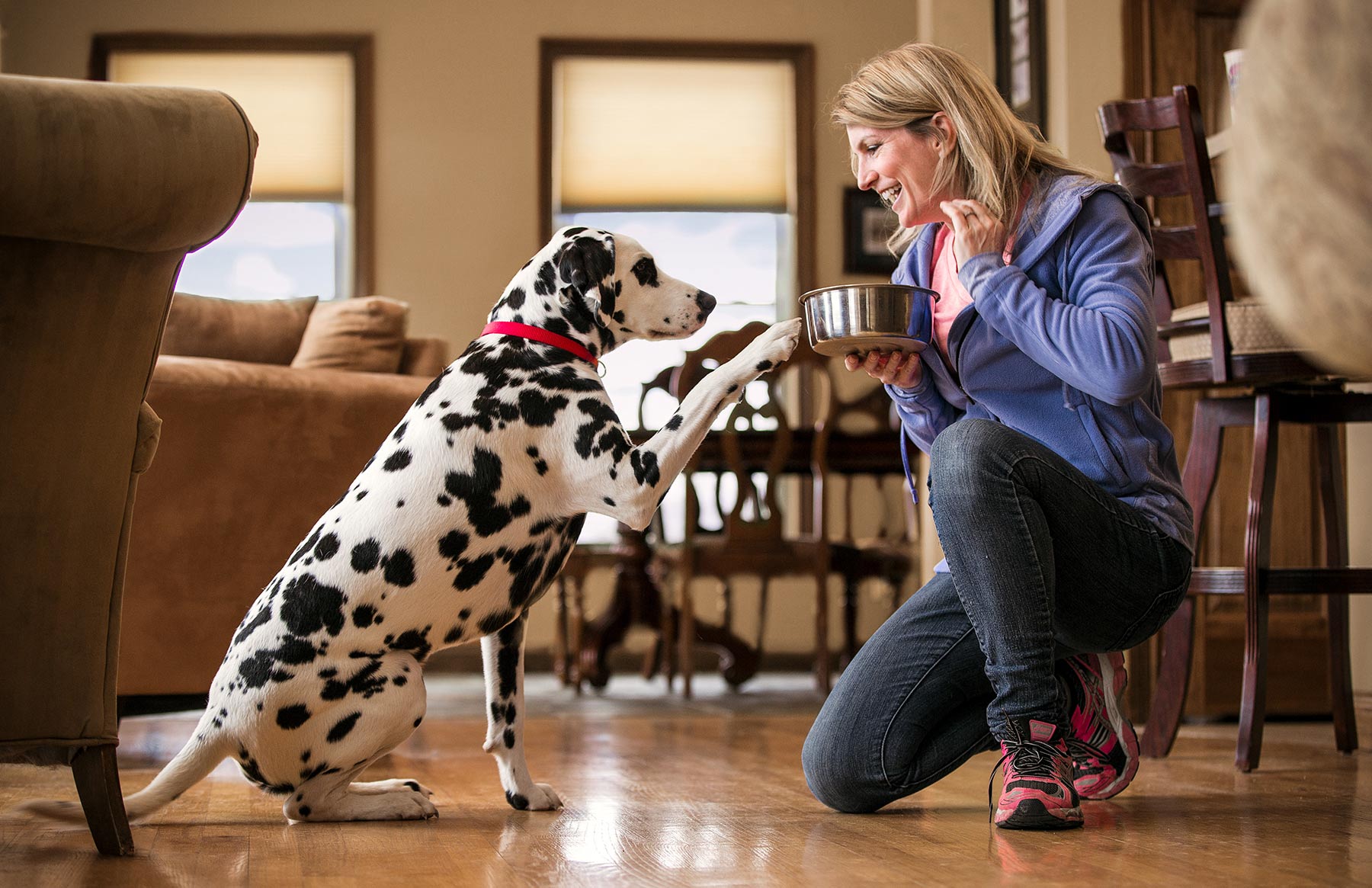 A-woman-feeding-her-Dalmation