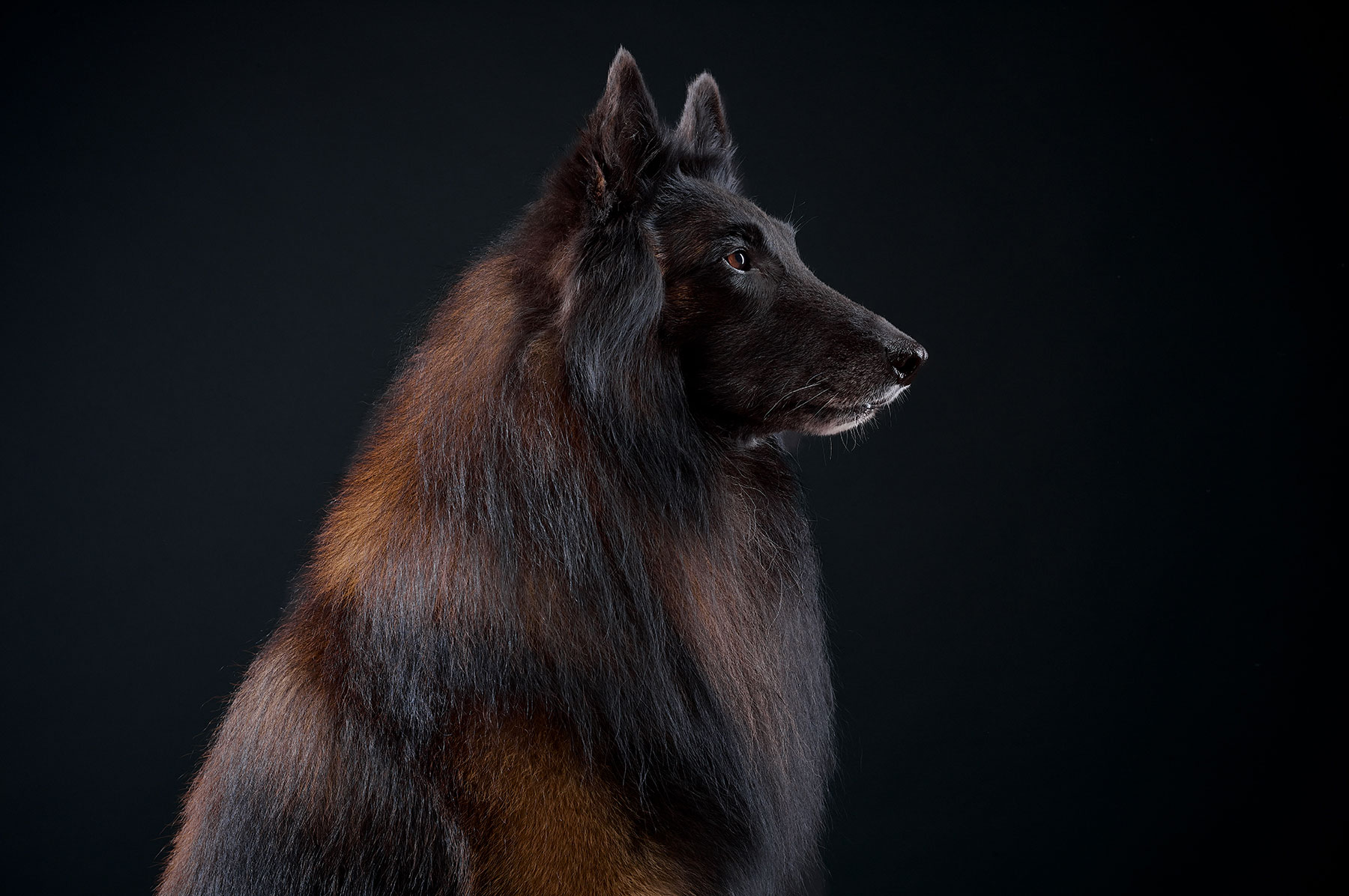 A-studio-portrait-of-a-Belgian-Tervuren-dog-against-a-black-background
