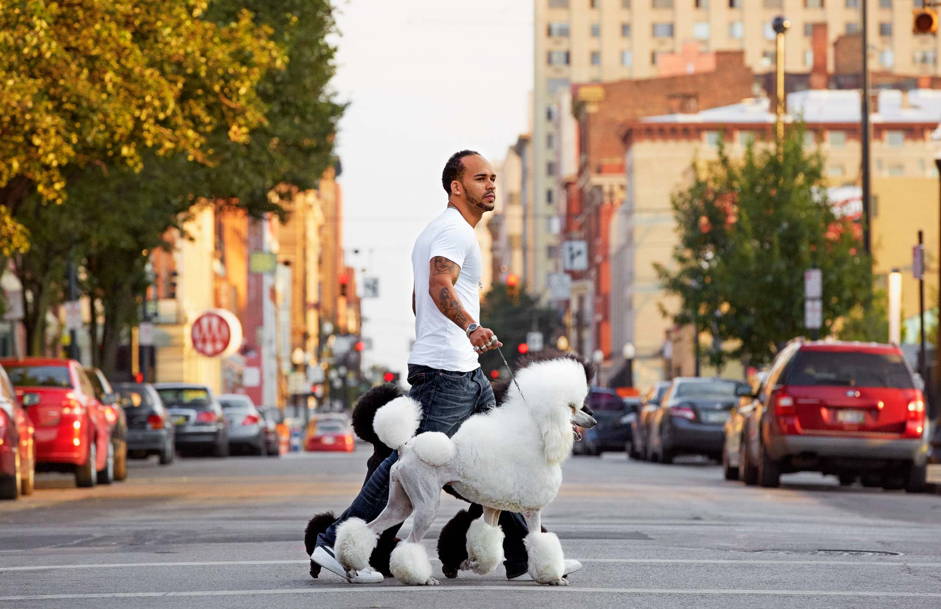 A-man-walking-two-Standard-Poodles-through-the-city