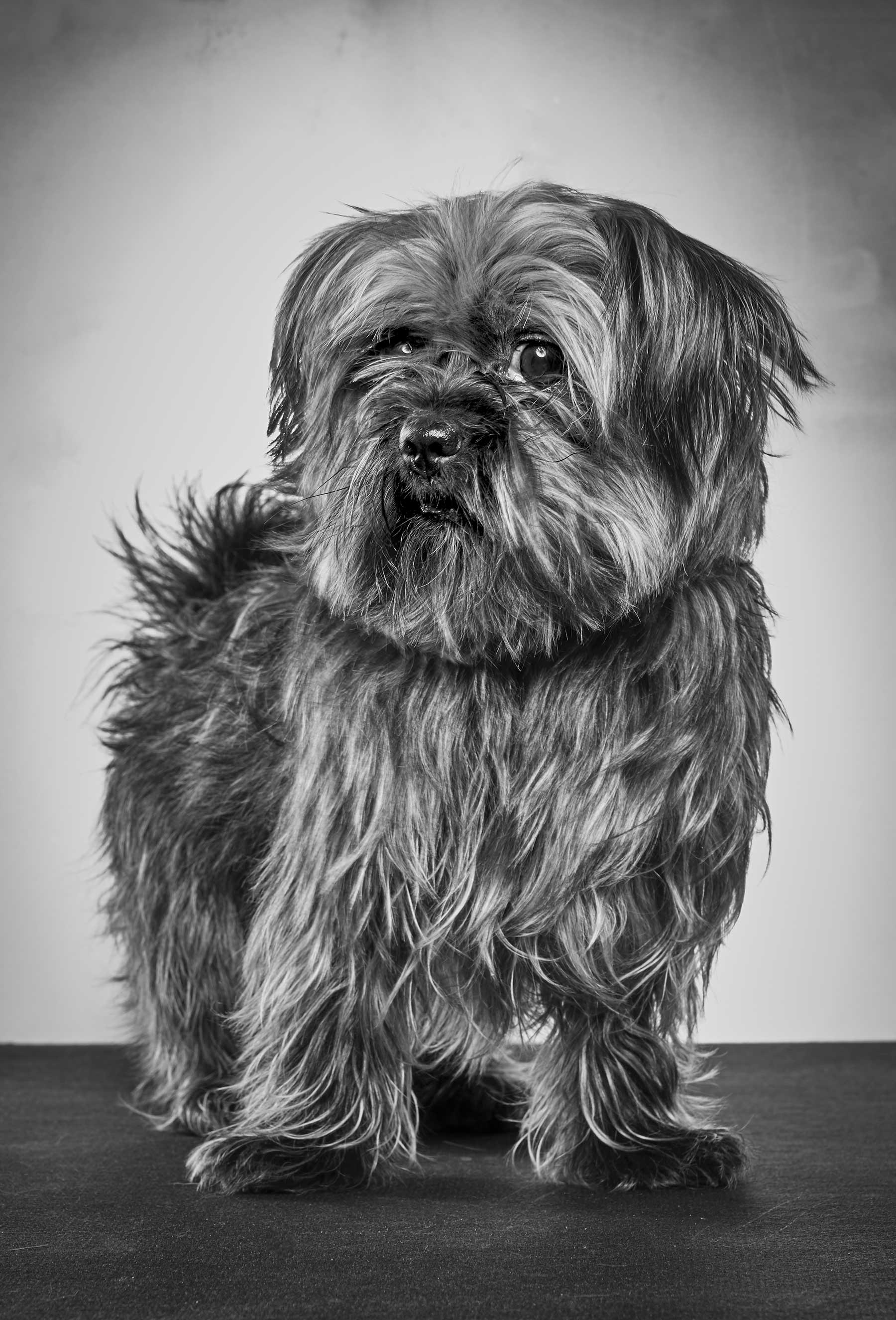 54-Bill---Yorkshire-Terrier-2014-3