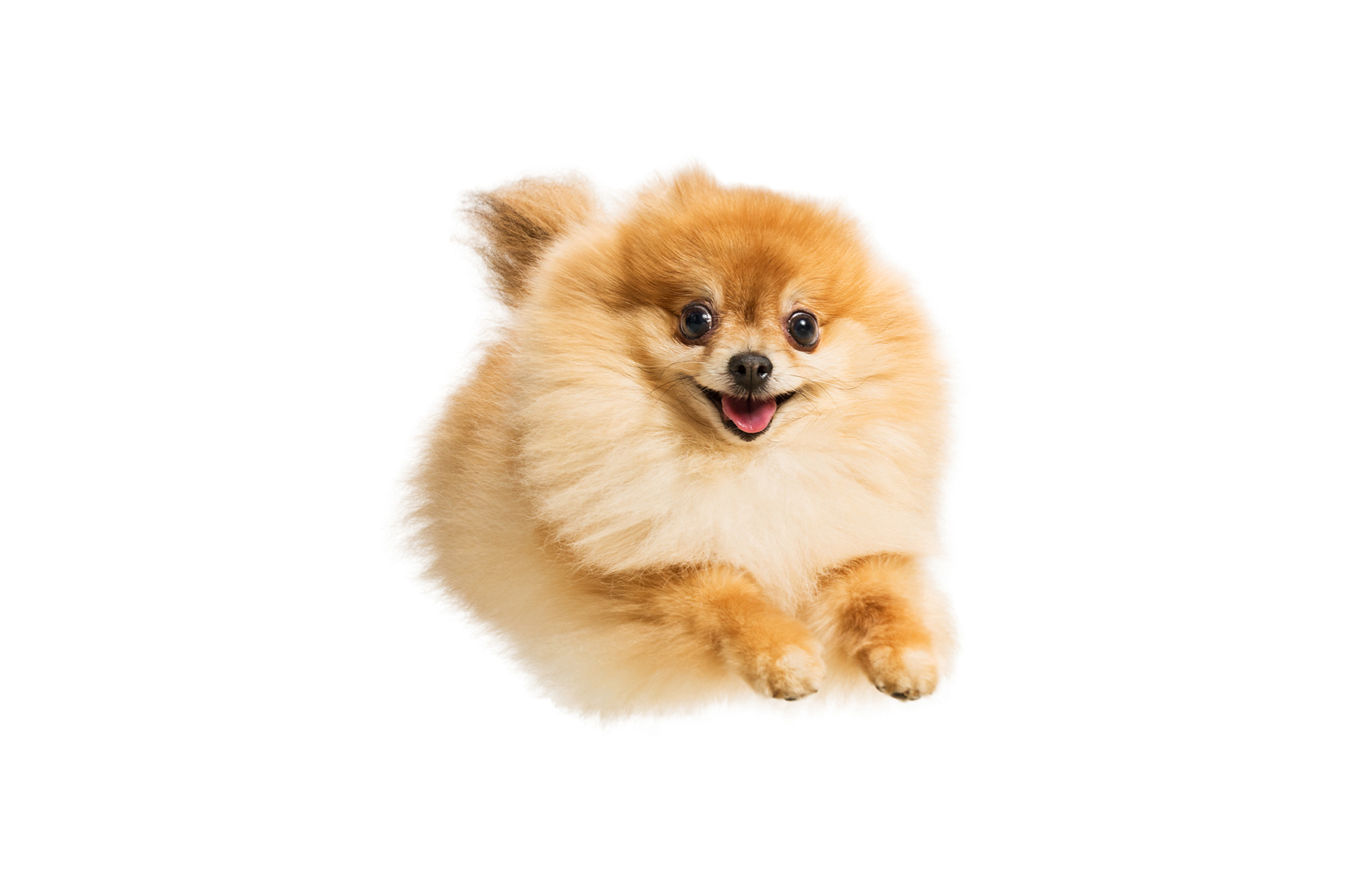 A-studio-portrait-of-a-happy-Pomeranian-leaping-through-the-air-against-a-white-background