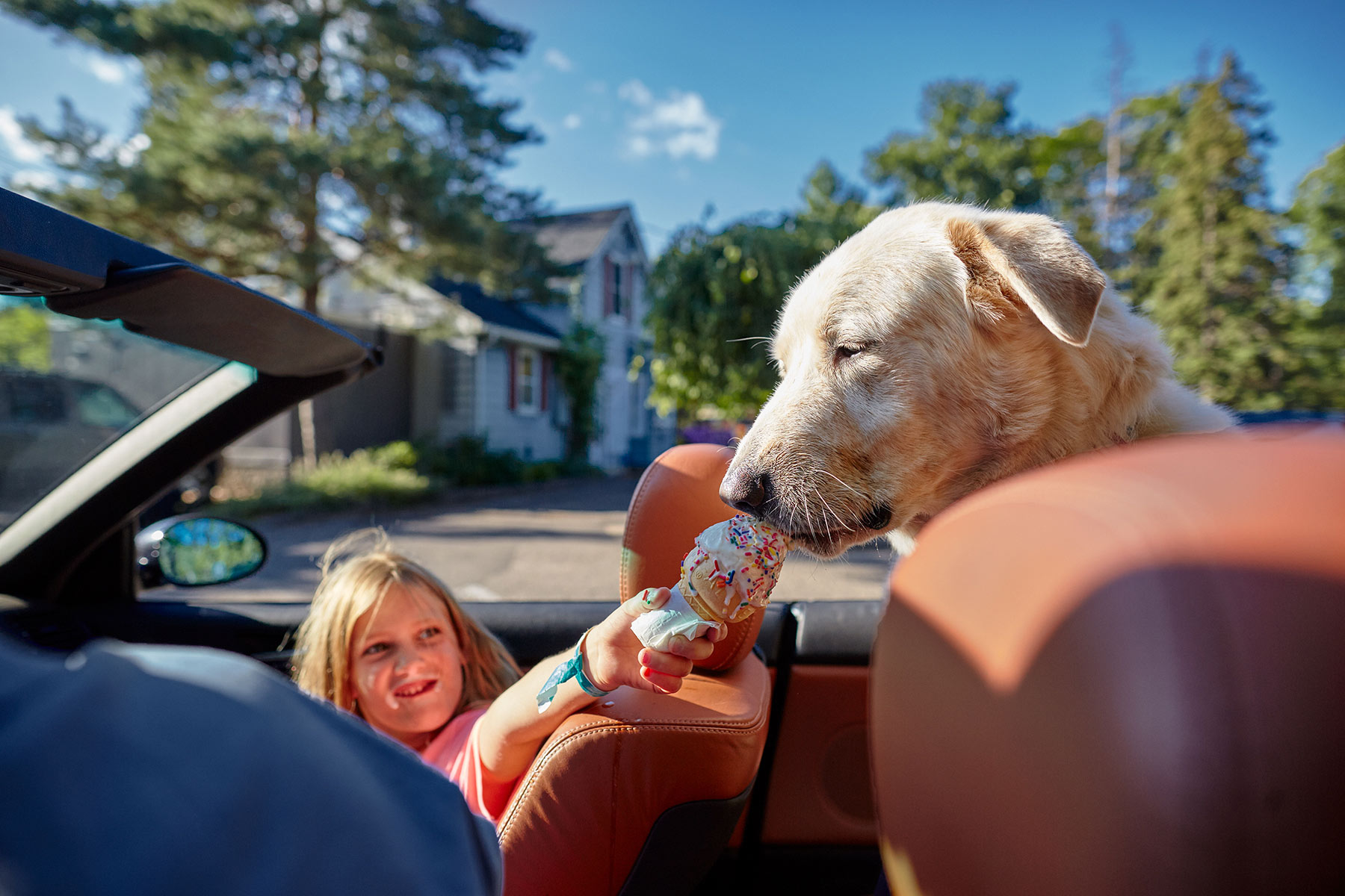 A-young-girl-feeding-ice-cream-to-a-Yellow-Labrador-dog-in-the-back-seat-of-a-car