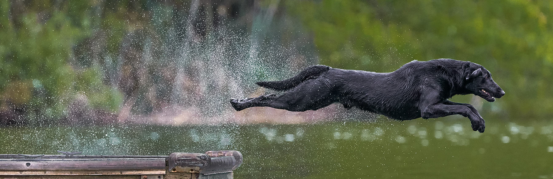 A-portrait-of-a-Black-Labrador-dog-jumping-off-a-bridge-into-a-lake