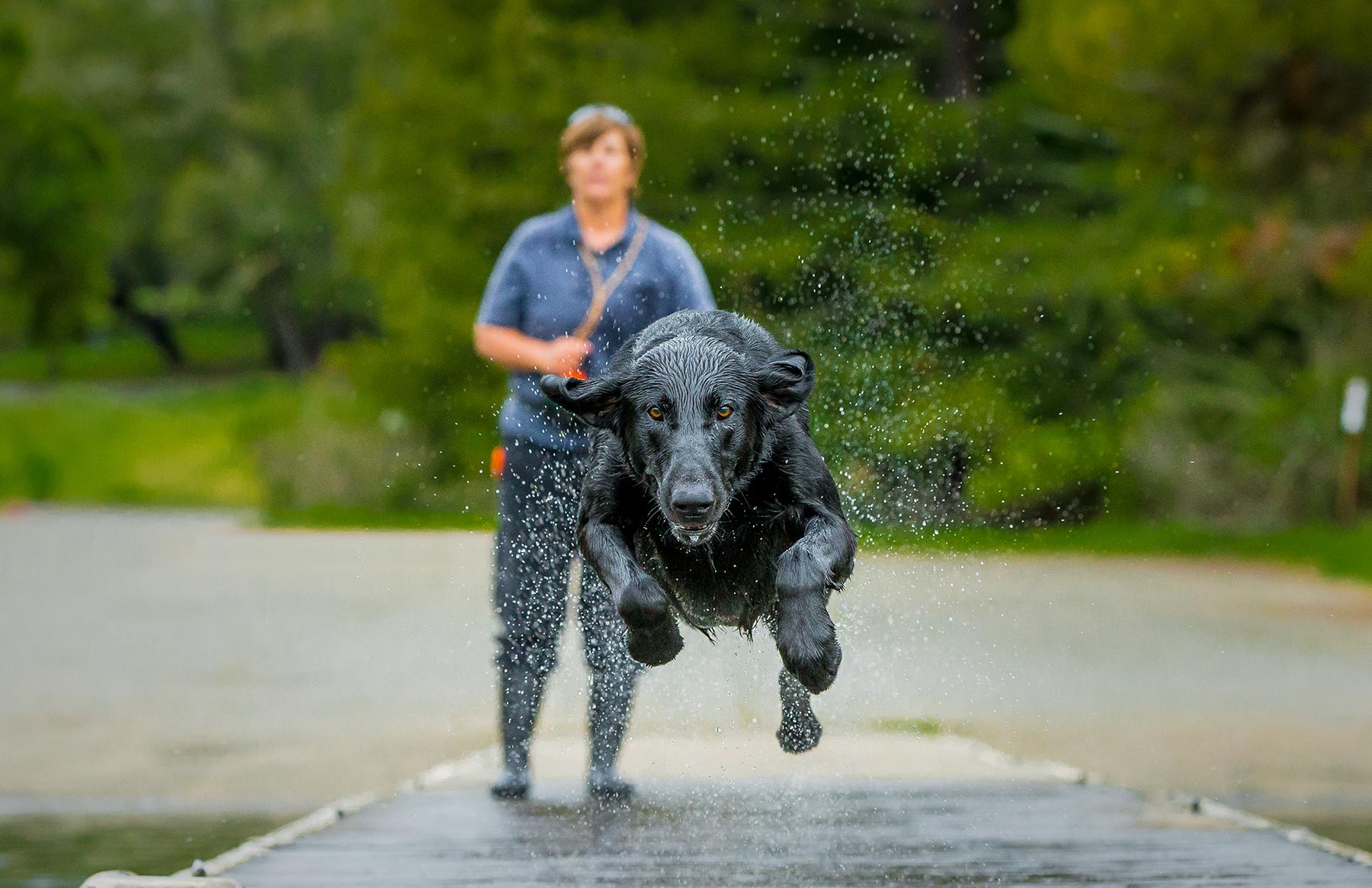 A-Black-Labrador-sprinting-down-a-water-covered-bridge-as-its-owner-looks-on