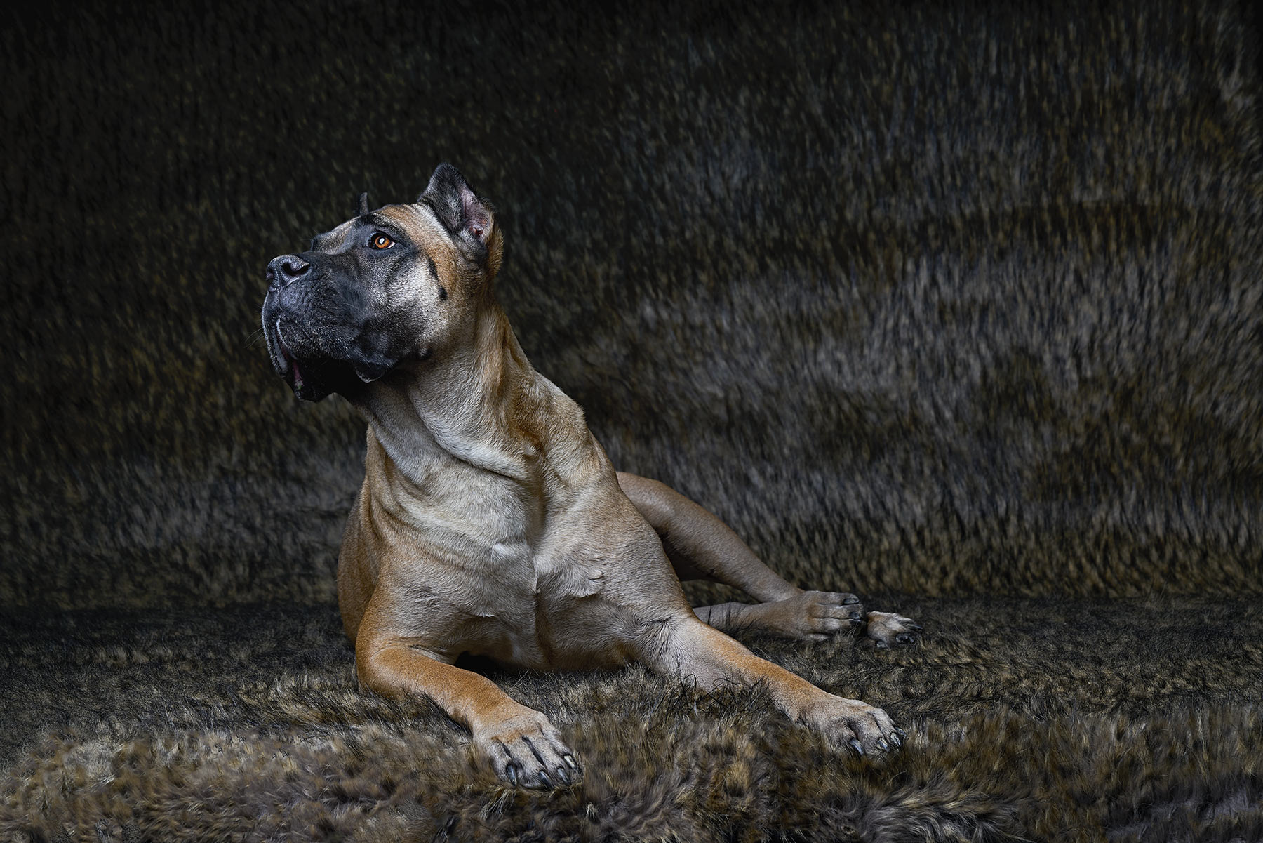 Cane-Corso-0284-170113-1