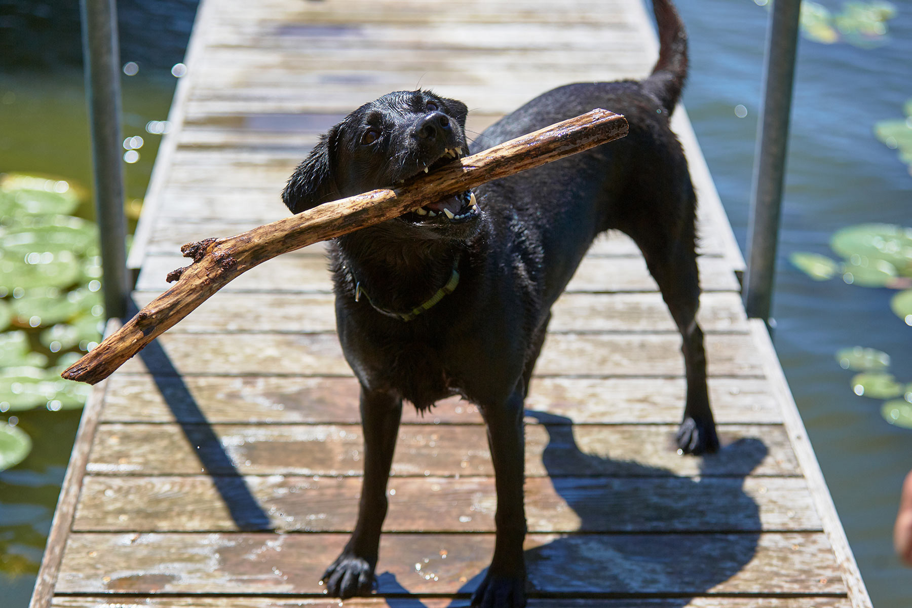 A-portrait-of-a-Black-Labrador-dog-holding-a-stick-while-standing-on-a-bridge-over-a-lake