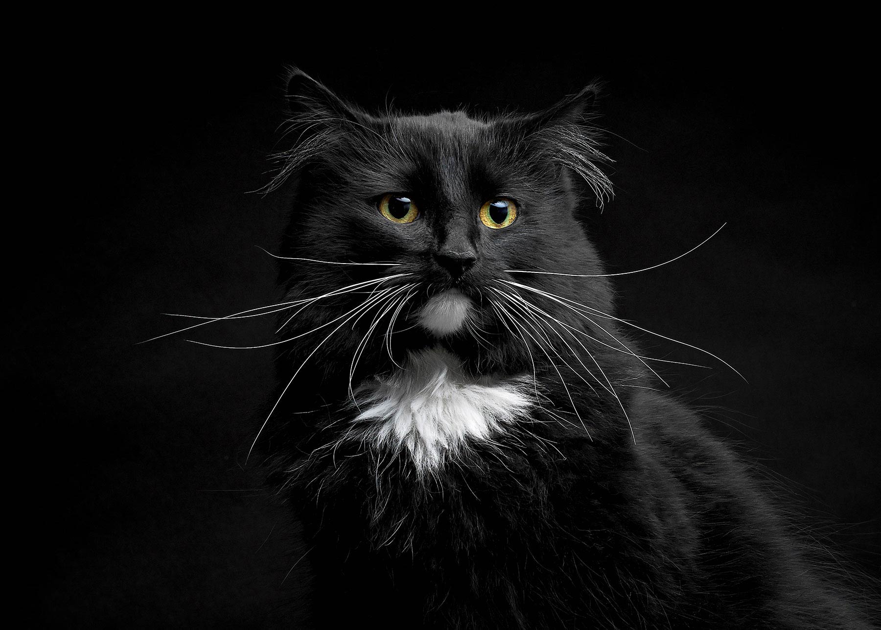 A-studio-portrait-of-a-black-and-white-cat-against-a-black-background