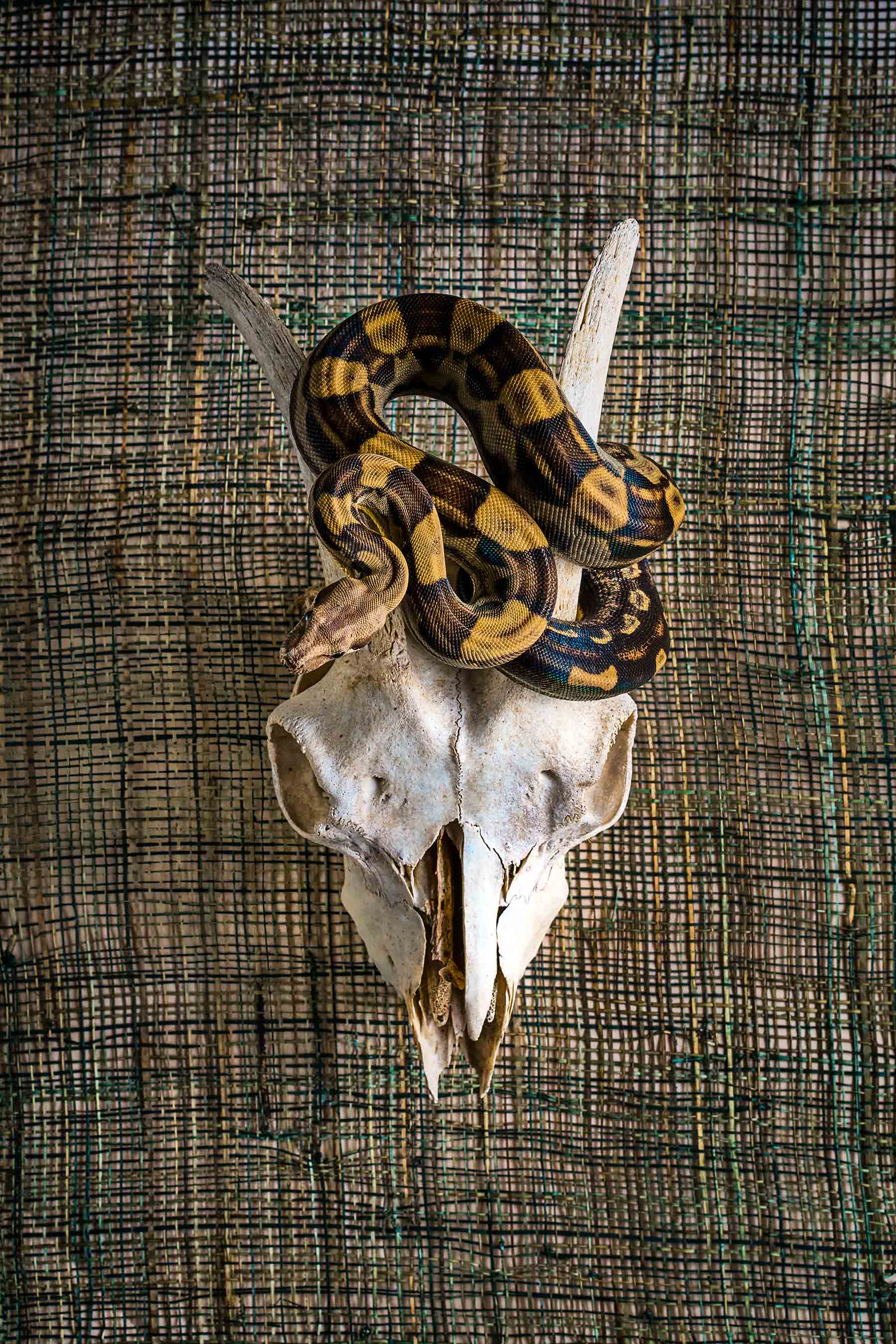 A-portrait-of-a-balck-and-yellow-snake-coiled-on-an-animals-skull 