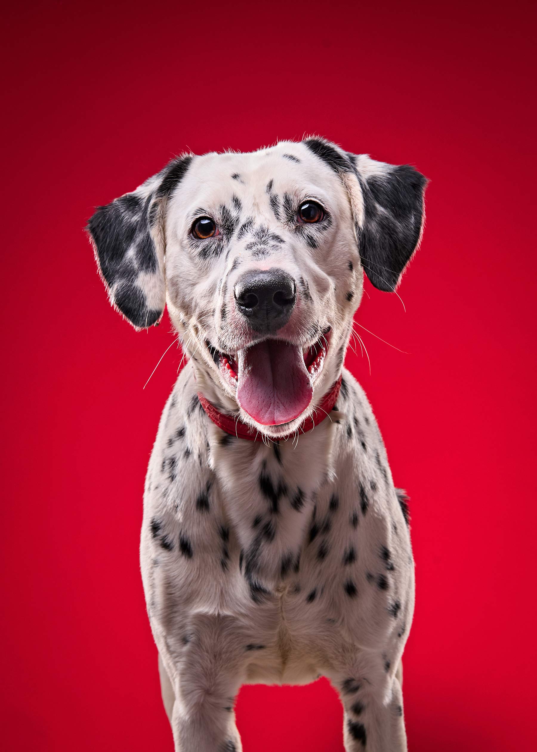 A-studio-portrait-of-a-happy-dalmatian-dog-on-a-bright-red-background