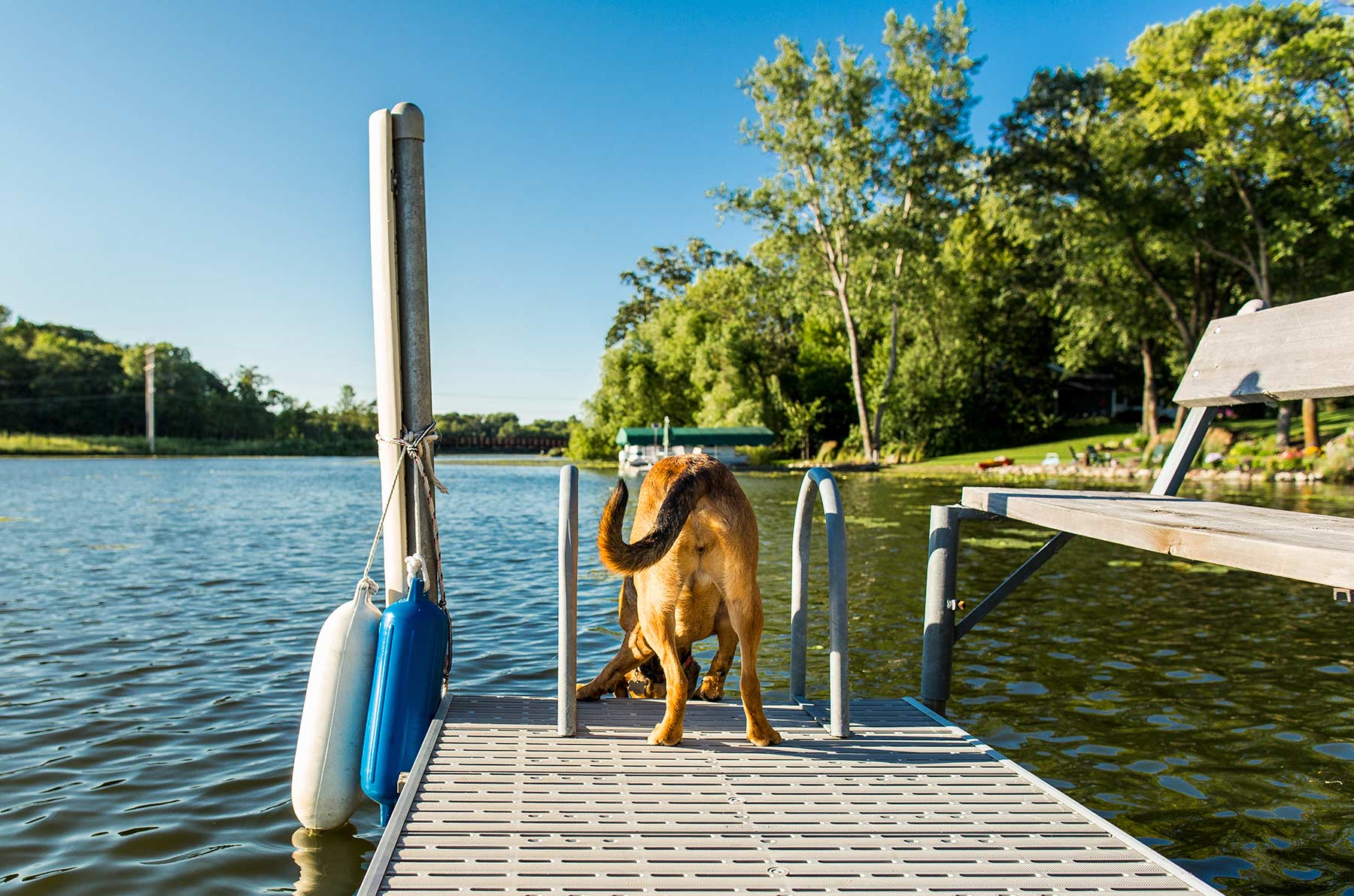 A-portrait-of-a-brown-dog-drinking-lake-water-from-a-boat-dock