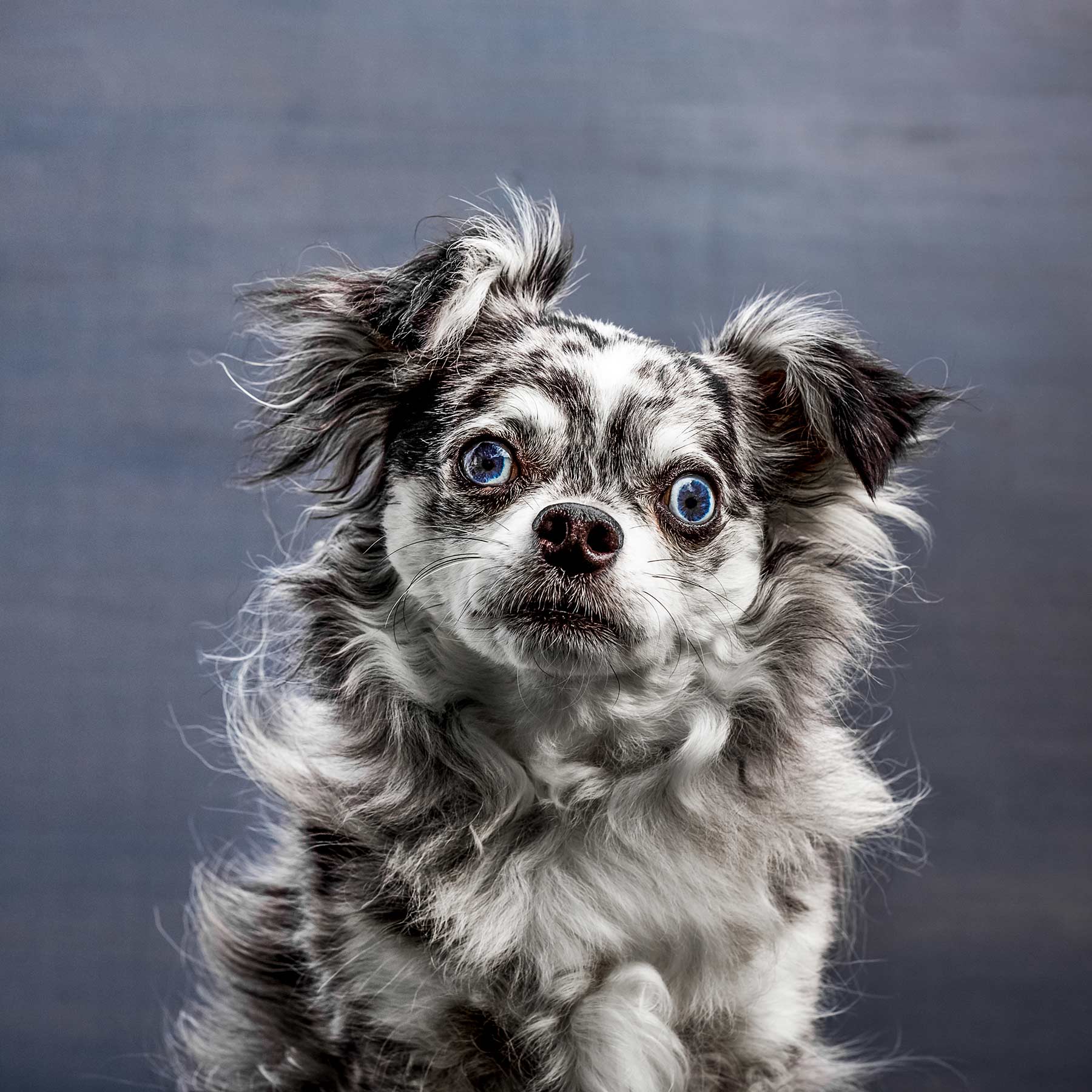 A-studio-portrait-of-a-black-and-white-dog-against-a-gray-background