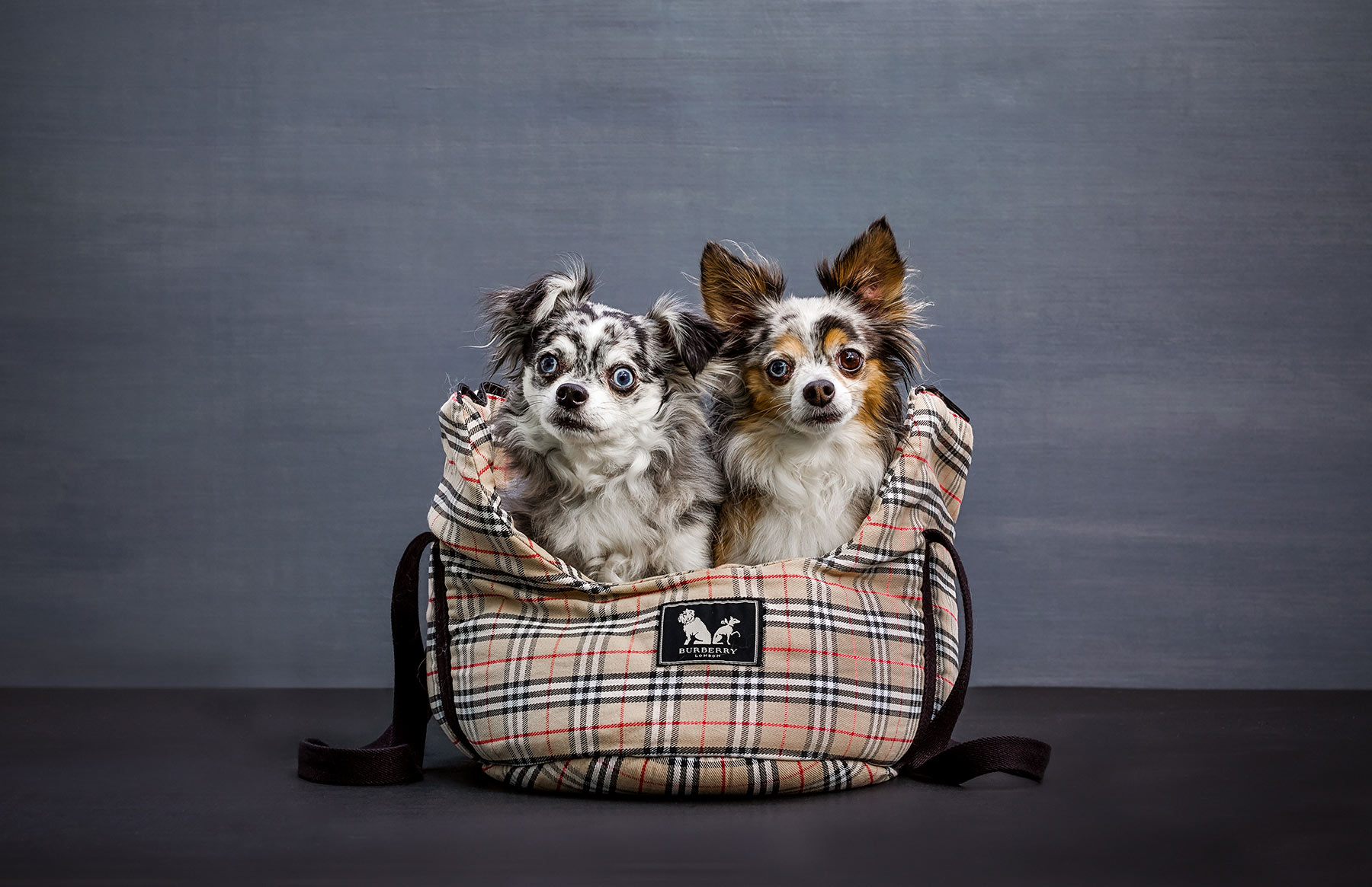A-studio-portrait-of-two-fluffy-dogs-sharing-a-dog-bed-against-a-black-background