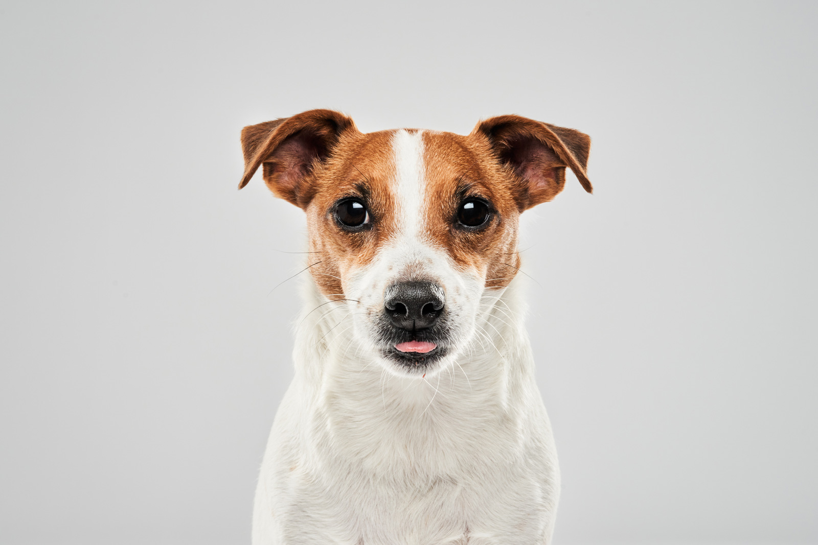 Jasper_Jack-Russell_1000502