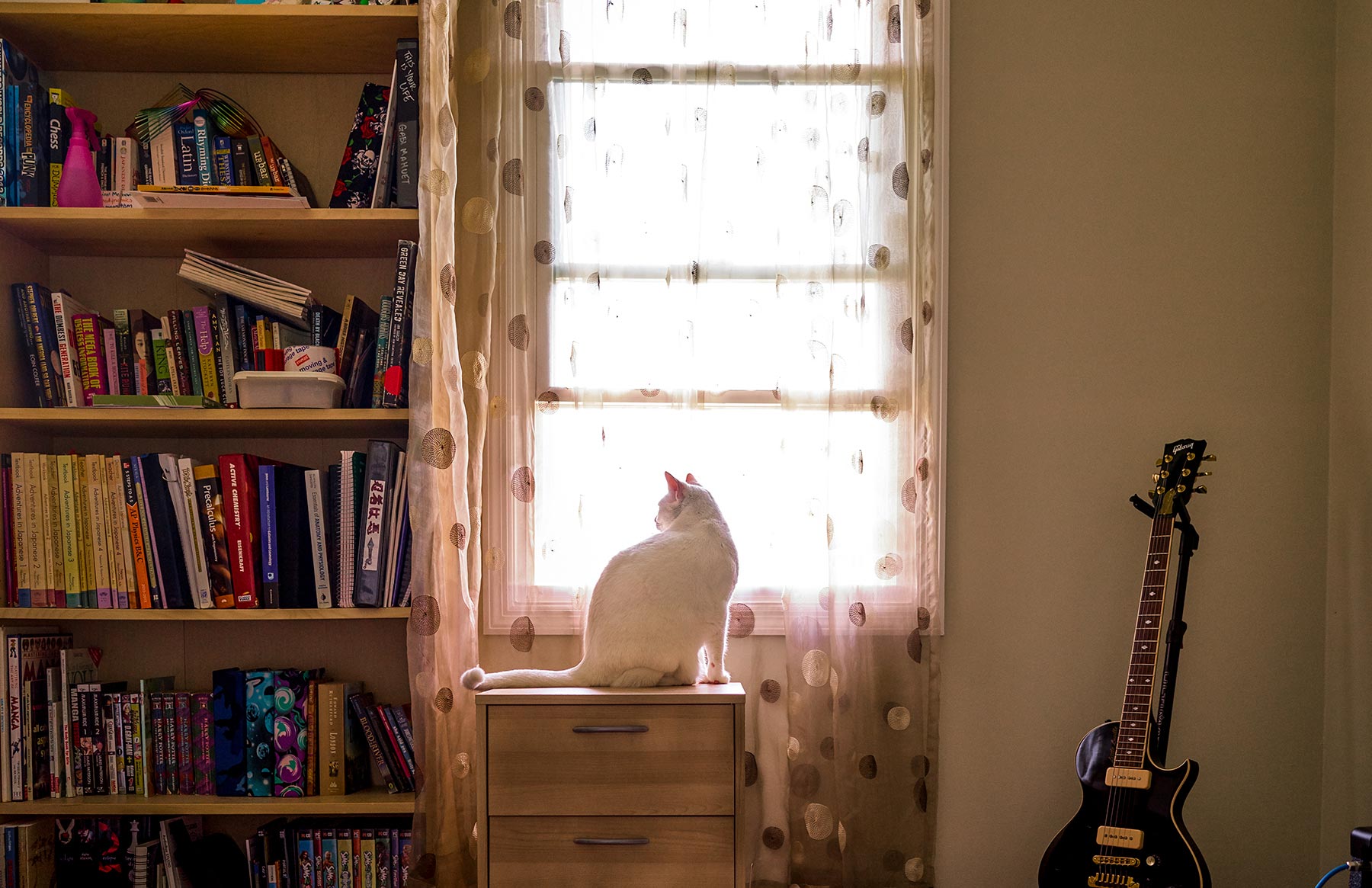 A-portrait-of-a-white-cat-sitting-in-front-of-a-bedroom-window