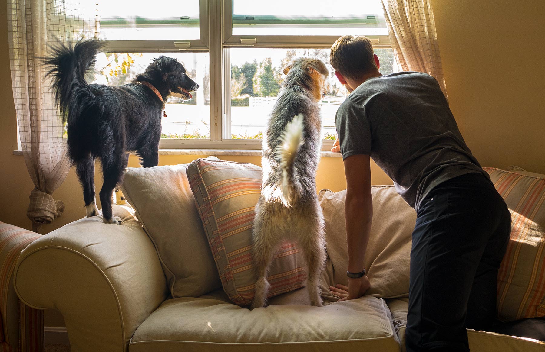 A-young-man-and-his-two-dogs-looking-out-the-front-window