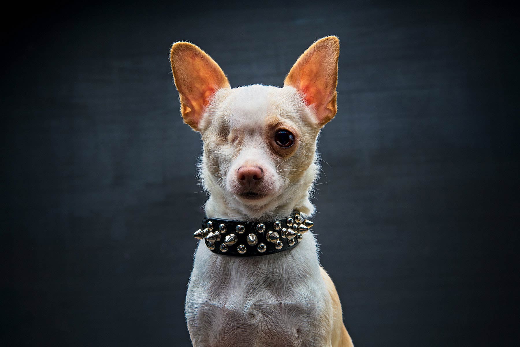 A-studio-portrait-of-a-one-eyed-chihuahua-dog-against-a-black-background