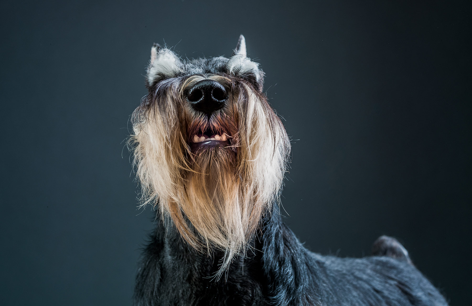 A-studio-portrait-of-a-Mini-Schnauzer-dog-against-a-black-background