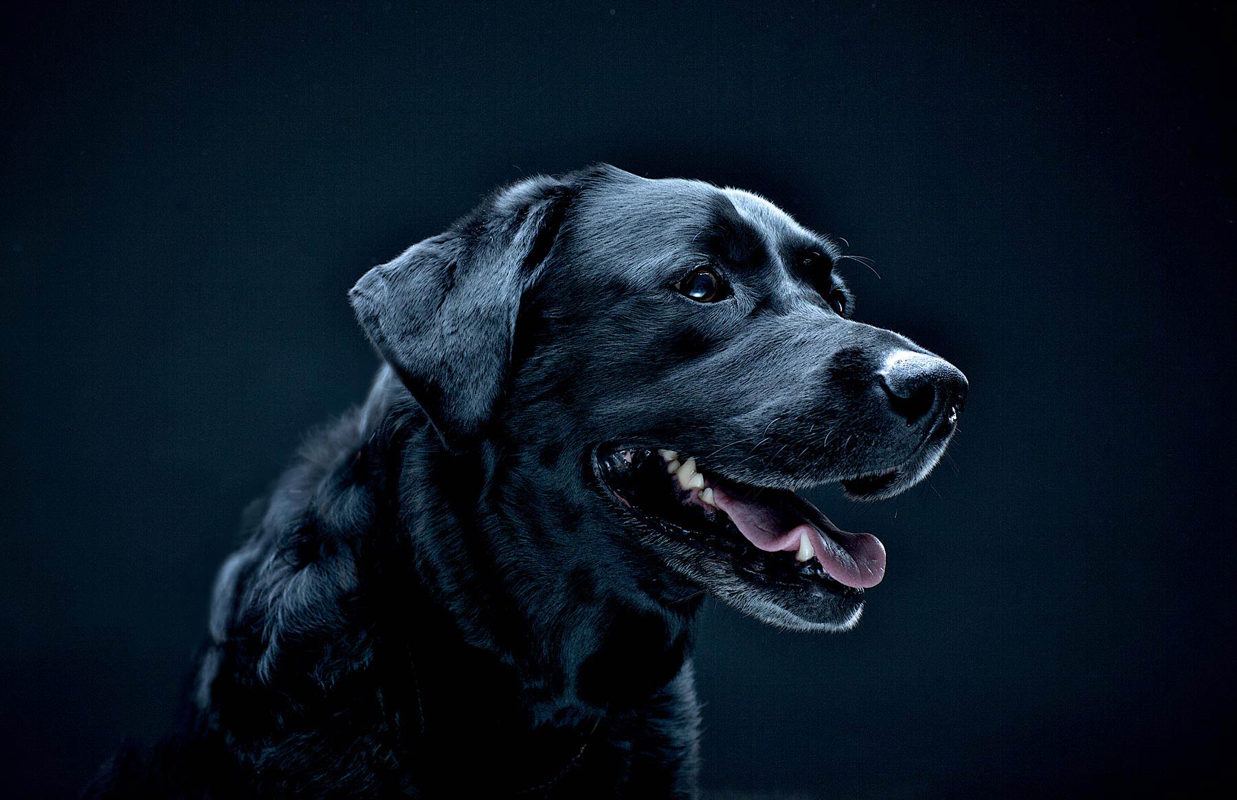 A-studio-portrait-of-a-Black-Labrador-dog-against-a-black-background