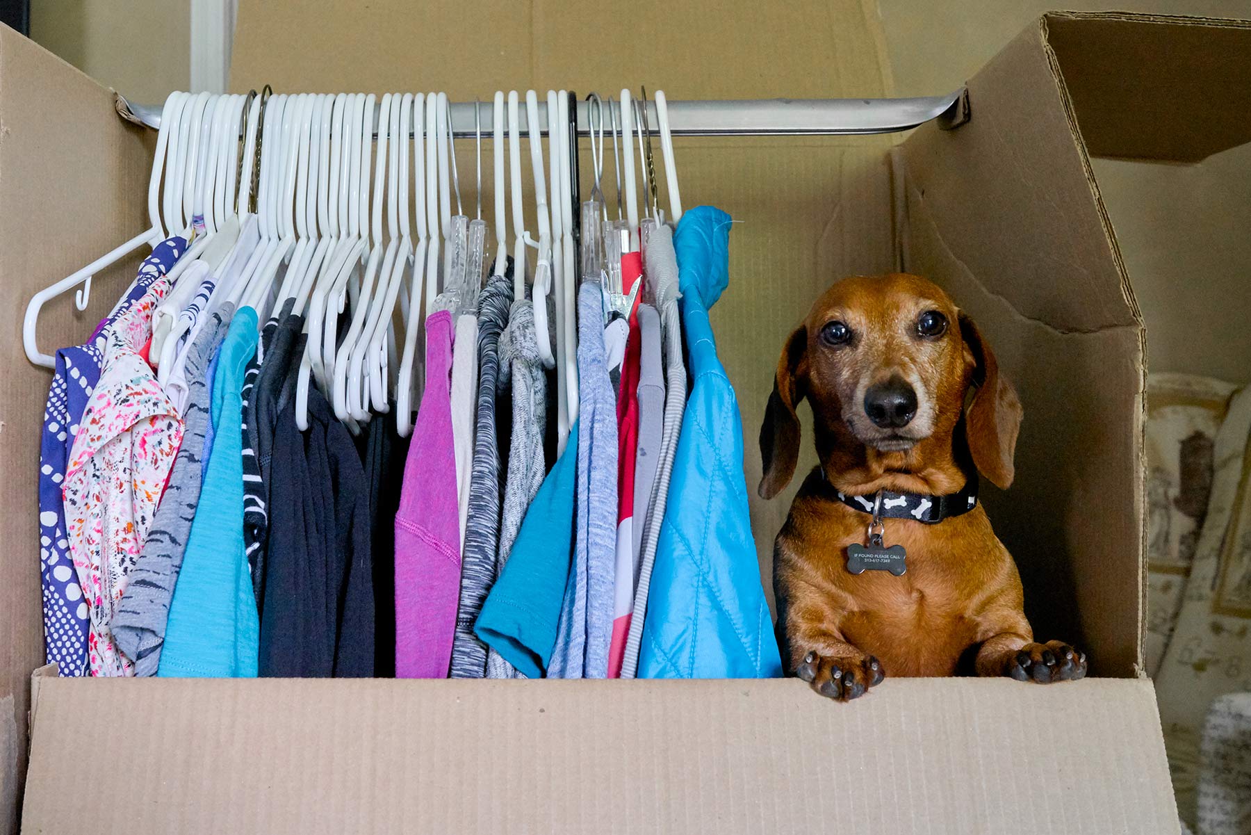 A-portrait-of-a-Dachshund-dog-peeking-out-of-a-moving-box