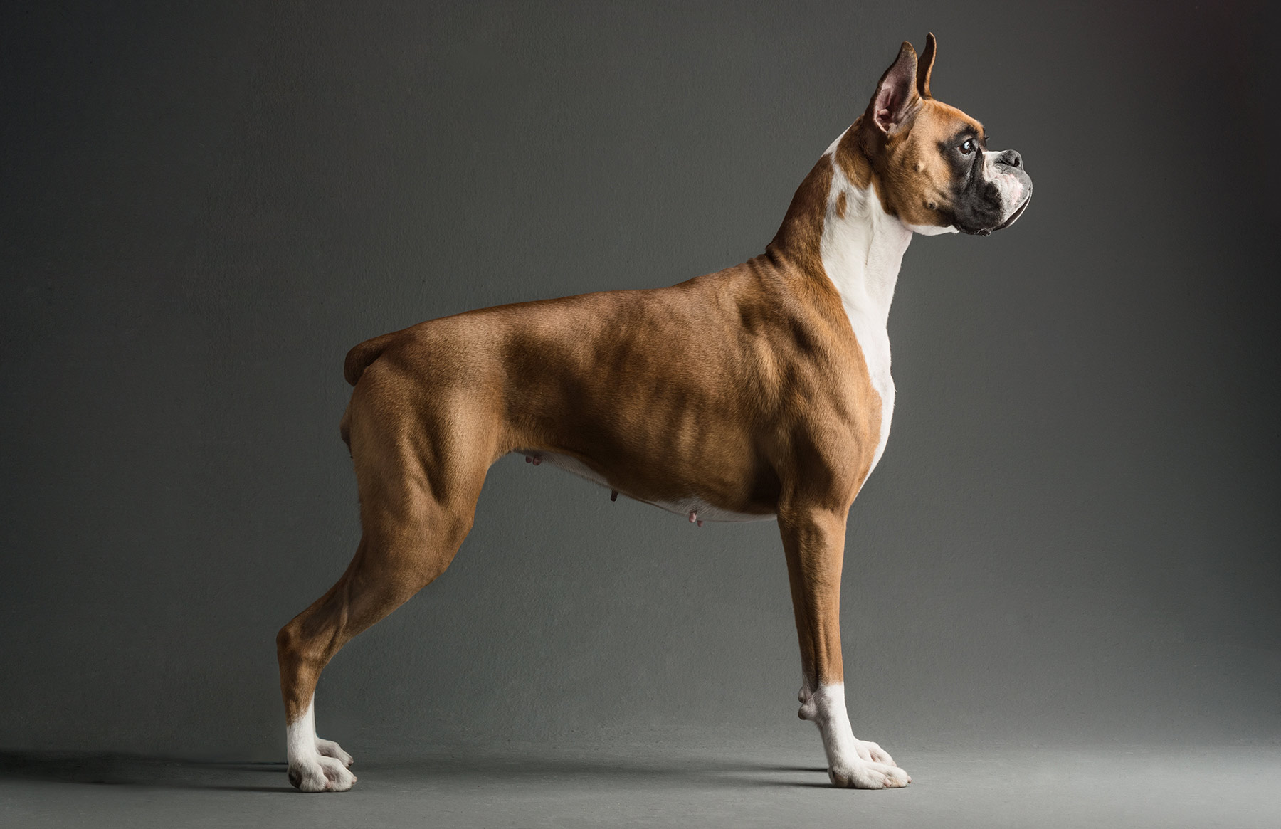 A-studio-portrait-of-a-Boxer-dog-against-a-gray-background
