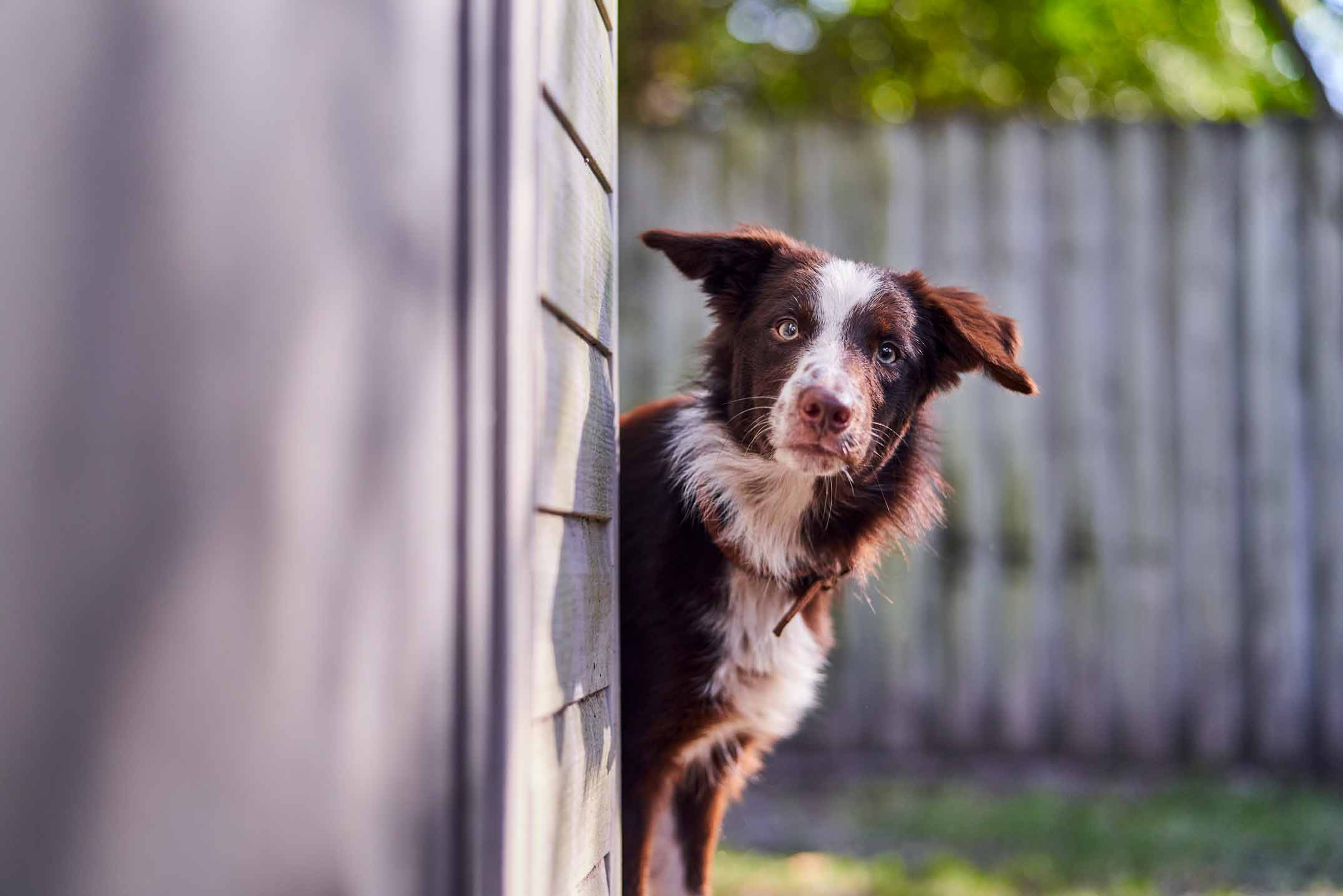 Seresto store border collie