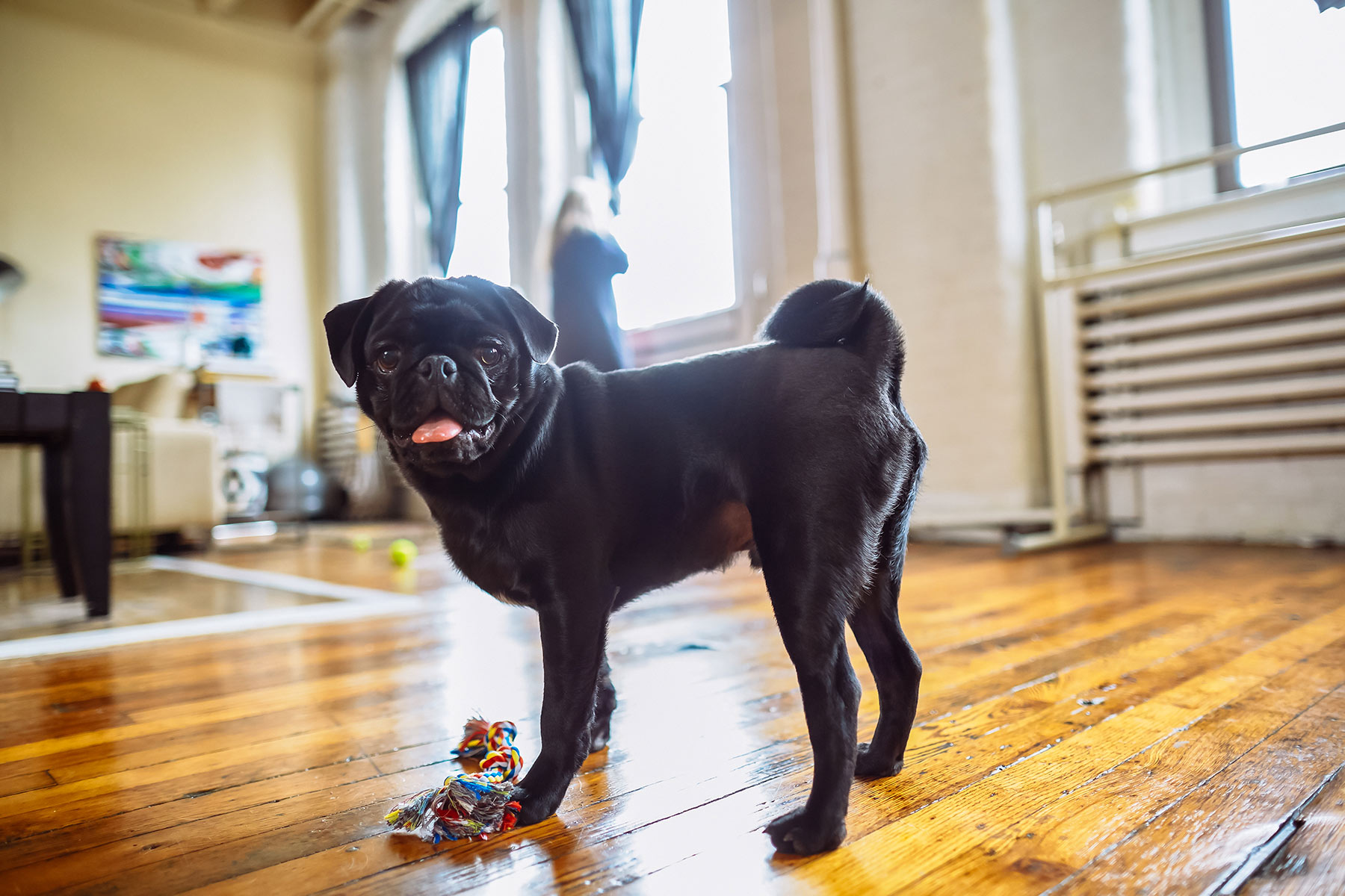 A-portrait-of-a-black-Pug-playing-with-a-rope-toy-in-a-large-room-with-wood-floors
