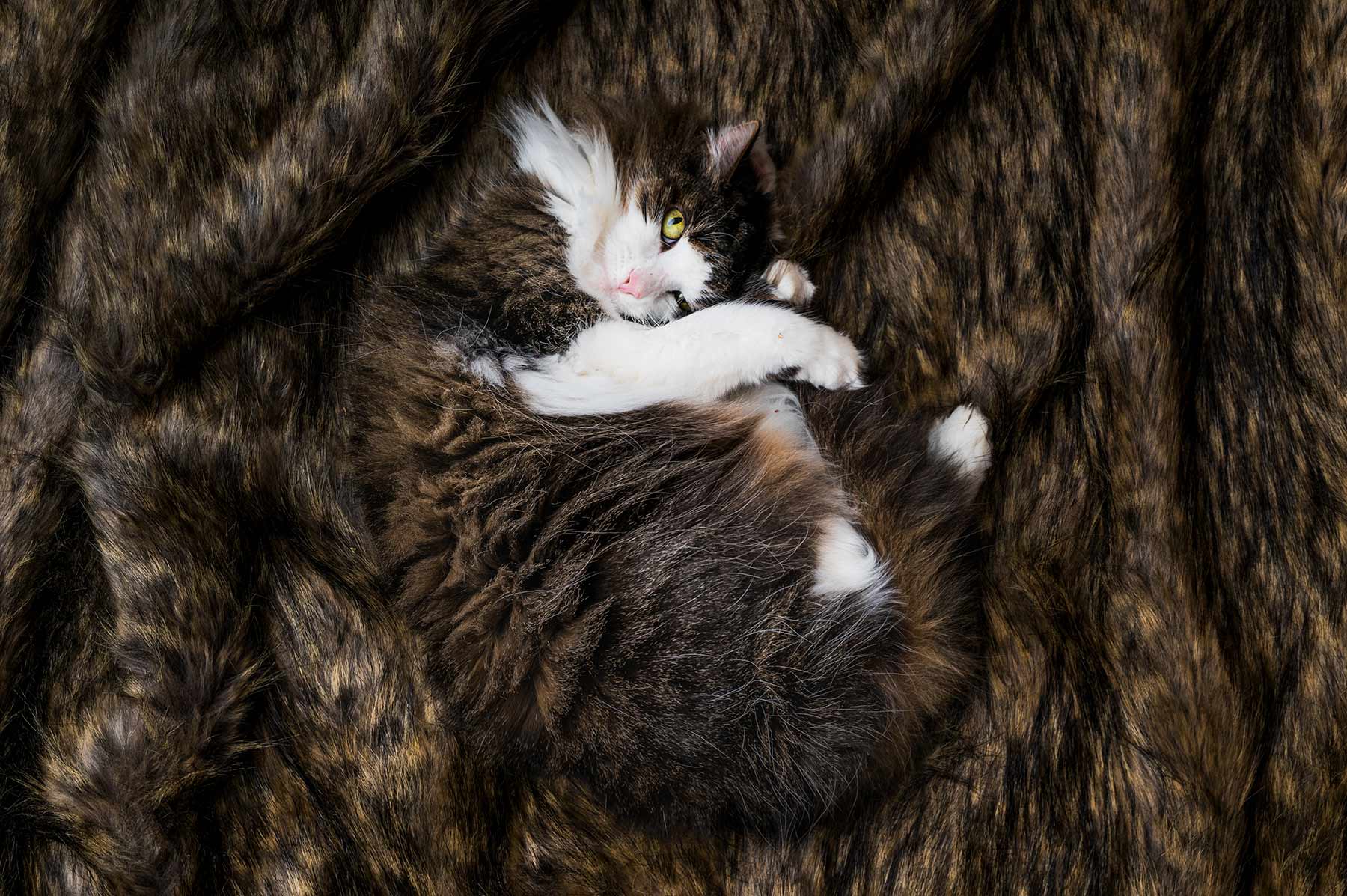 A-portrait-of-a-fluffy-striped-cat-curled-up-on-a-soft-blanket 