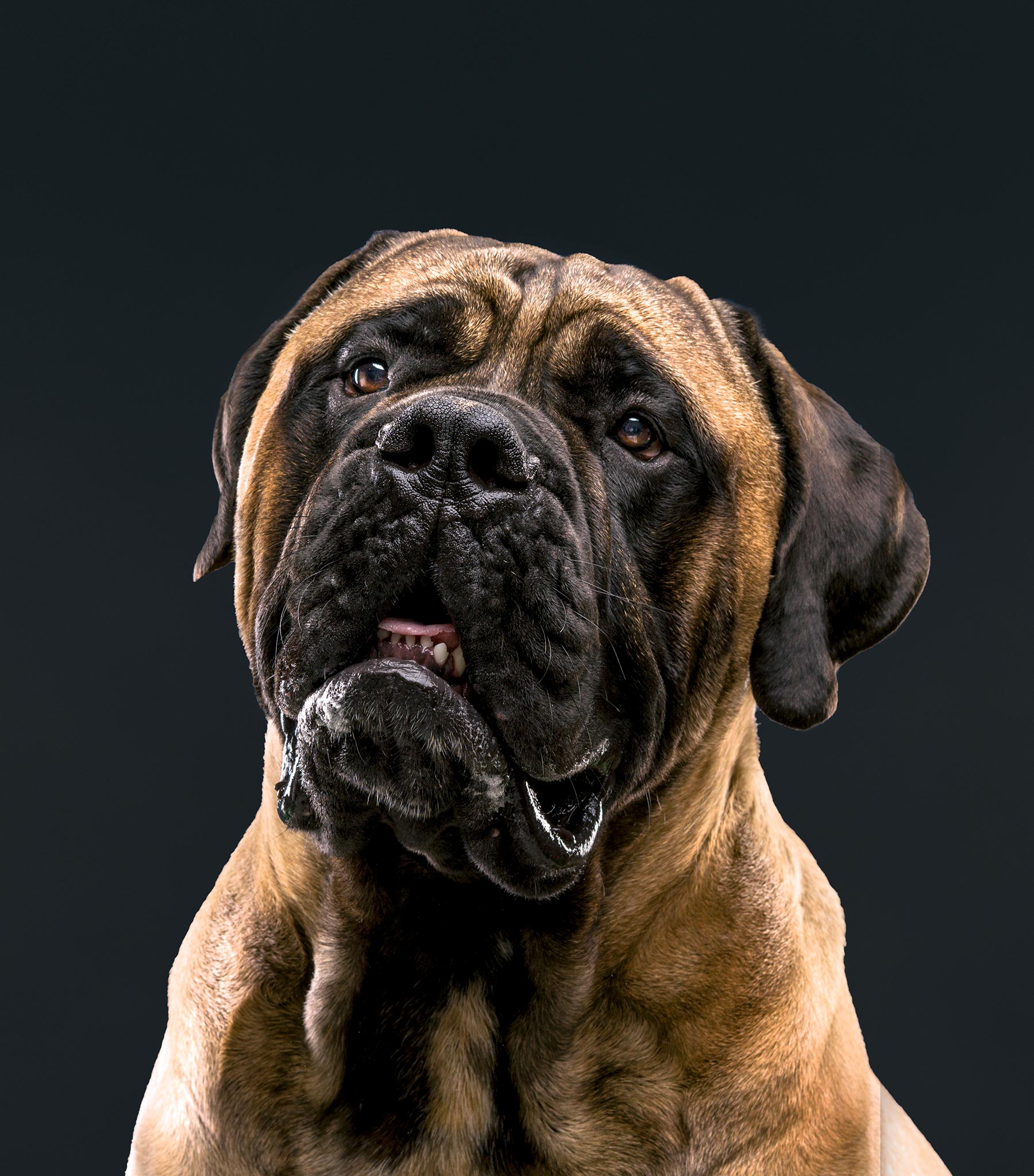cropped-Bull-Mastiff-0491-RB-Expand-background