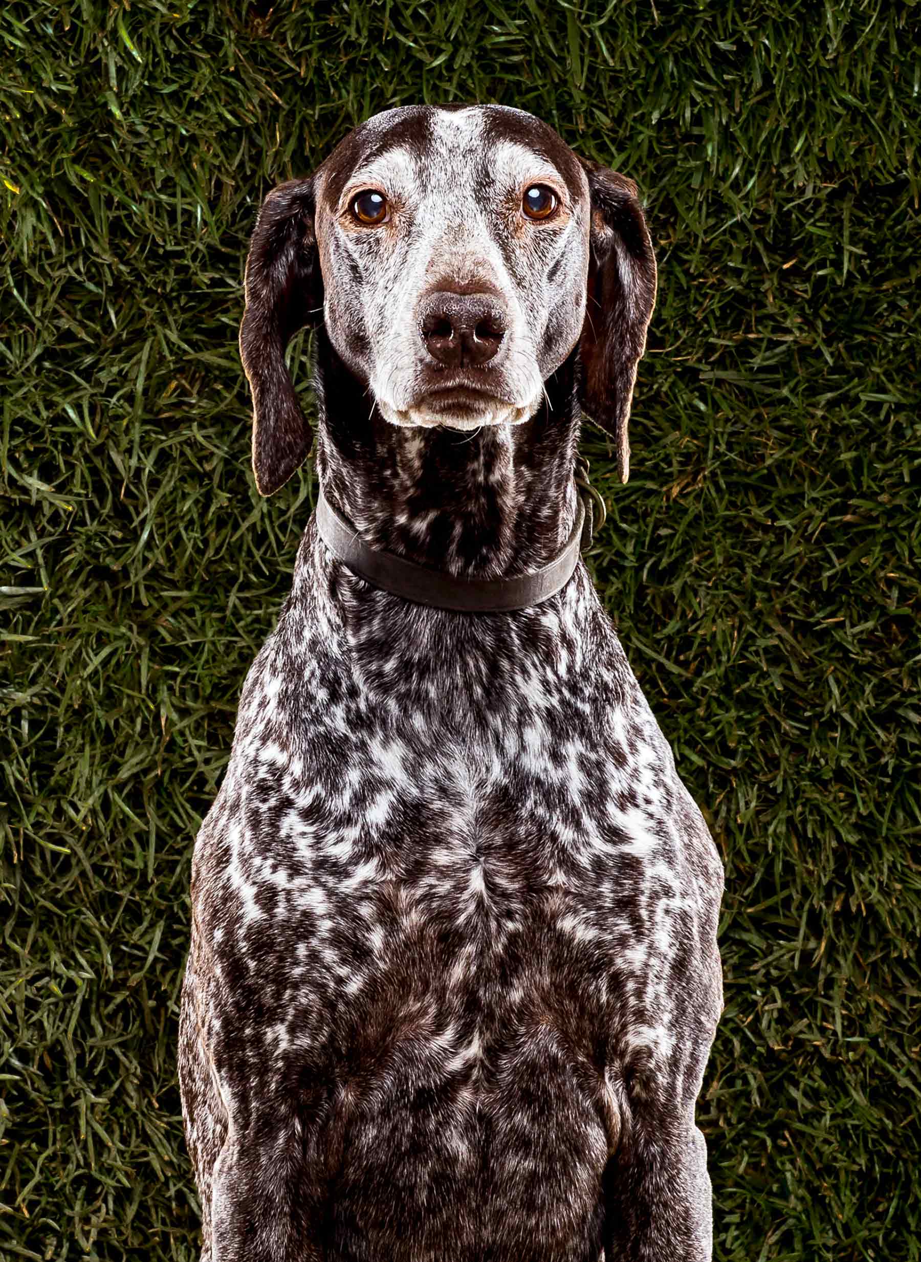 cropped-Joey-BLDG-MuttMtts-0013